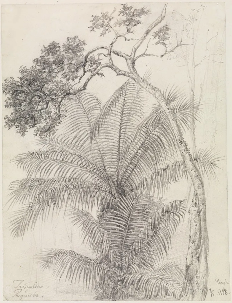 Palmen Und Baumstudie by Ferdinand Keller - Canvas Print