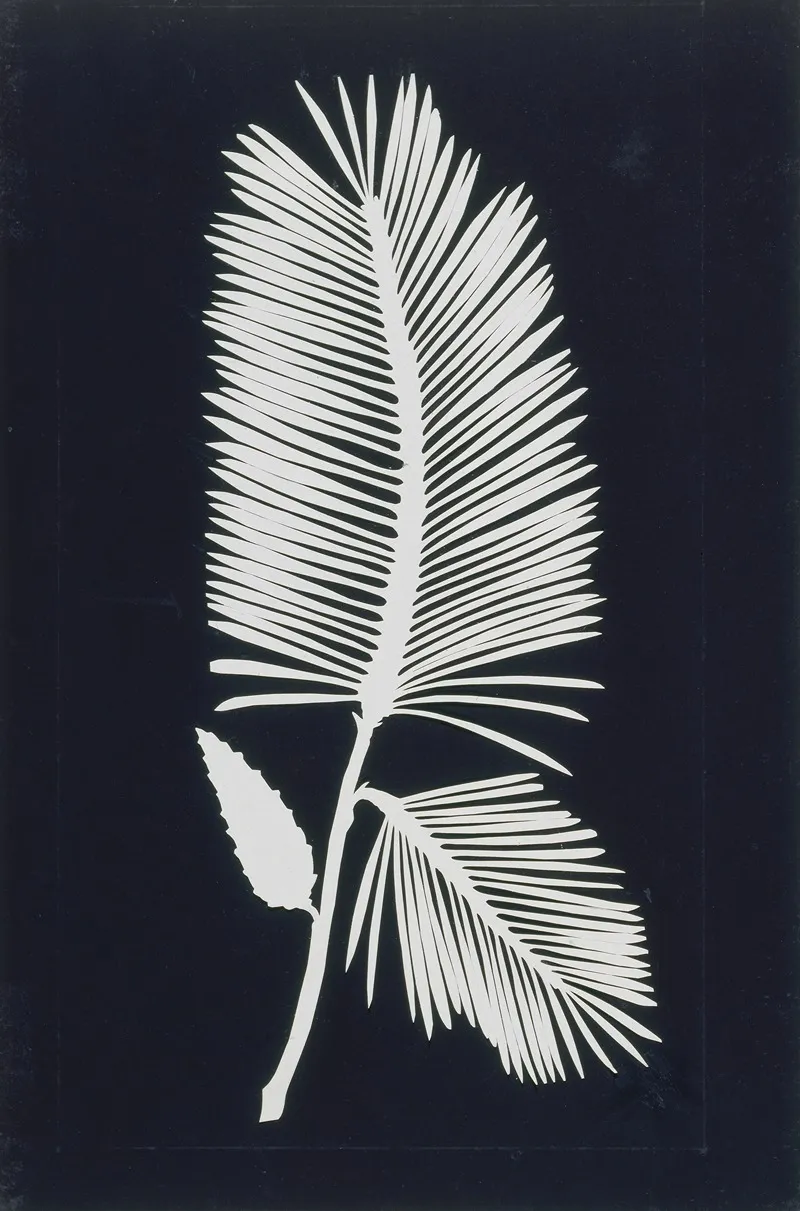 Palmwedel