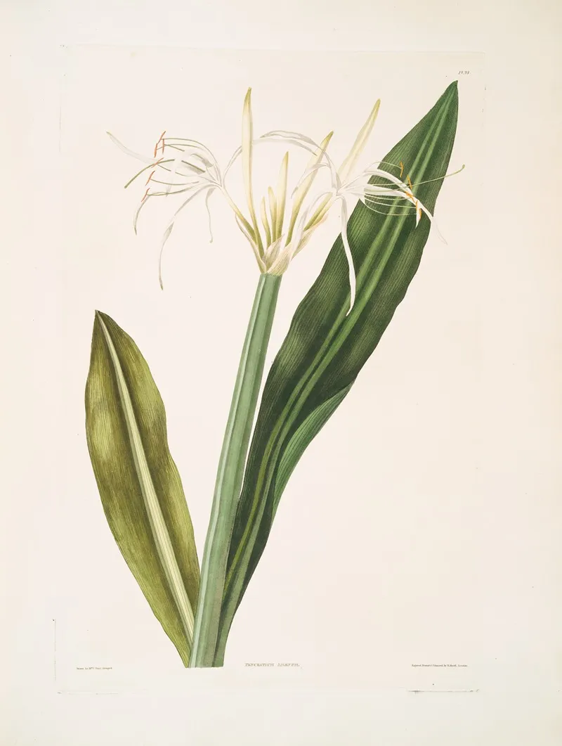 Pancratium Amaenum