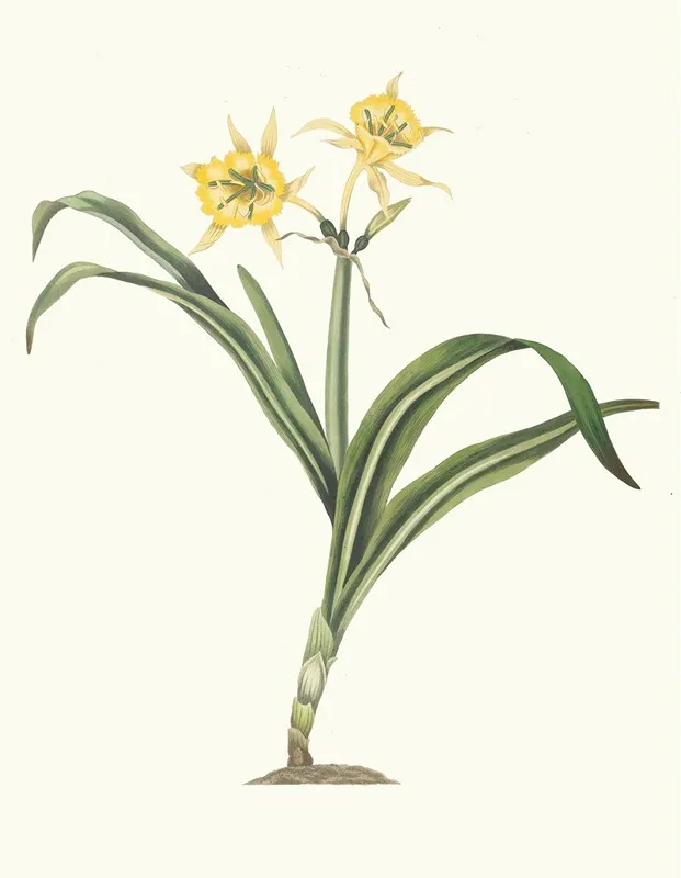 Pancratium Amancaes