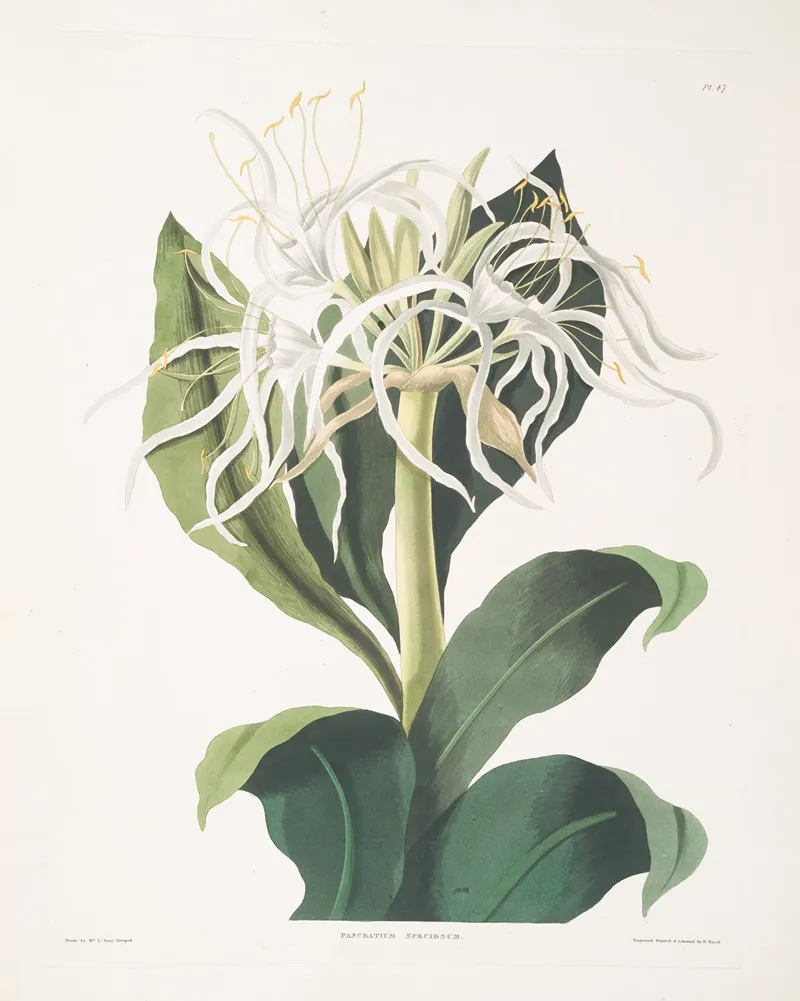 Pancratium Specidsum 2