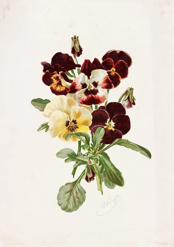 Pansies 2