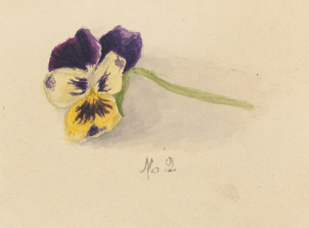 Pansy 3