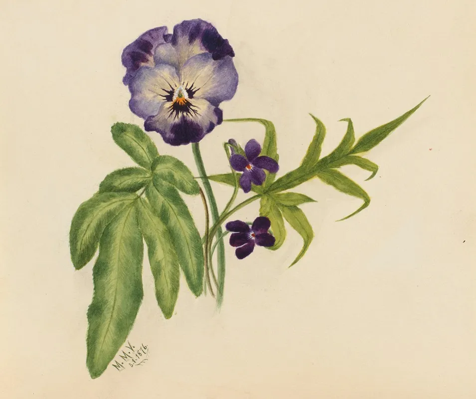 Pansy 5