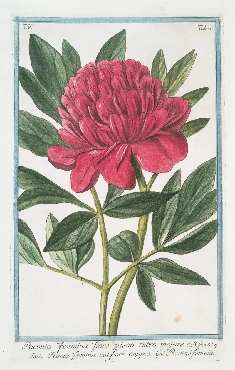 Paoenia Foemina Flore Pleno Rubro Mojore Peonia Femina Col Fiore Dopio Pivoine Femelle Peony