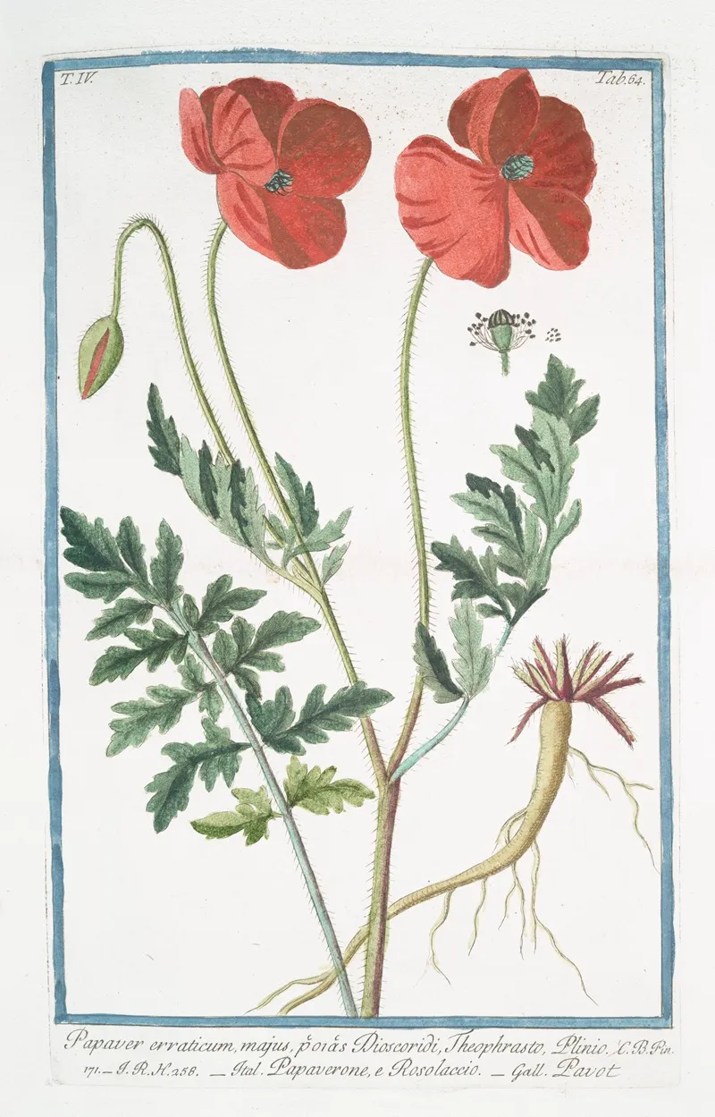 Papaver Erraticum Majus Poras Dioscordi Theophrasto Plinio Papaverone E Rosolaccio Pavot Opium Poppy