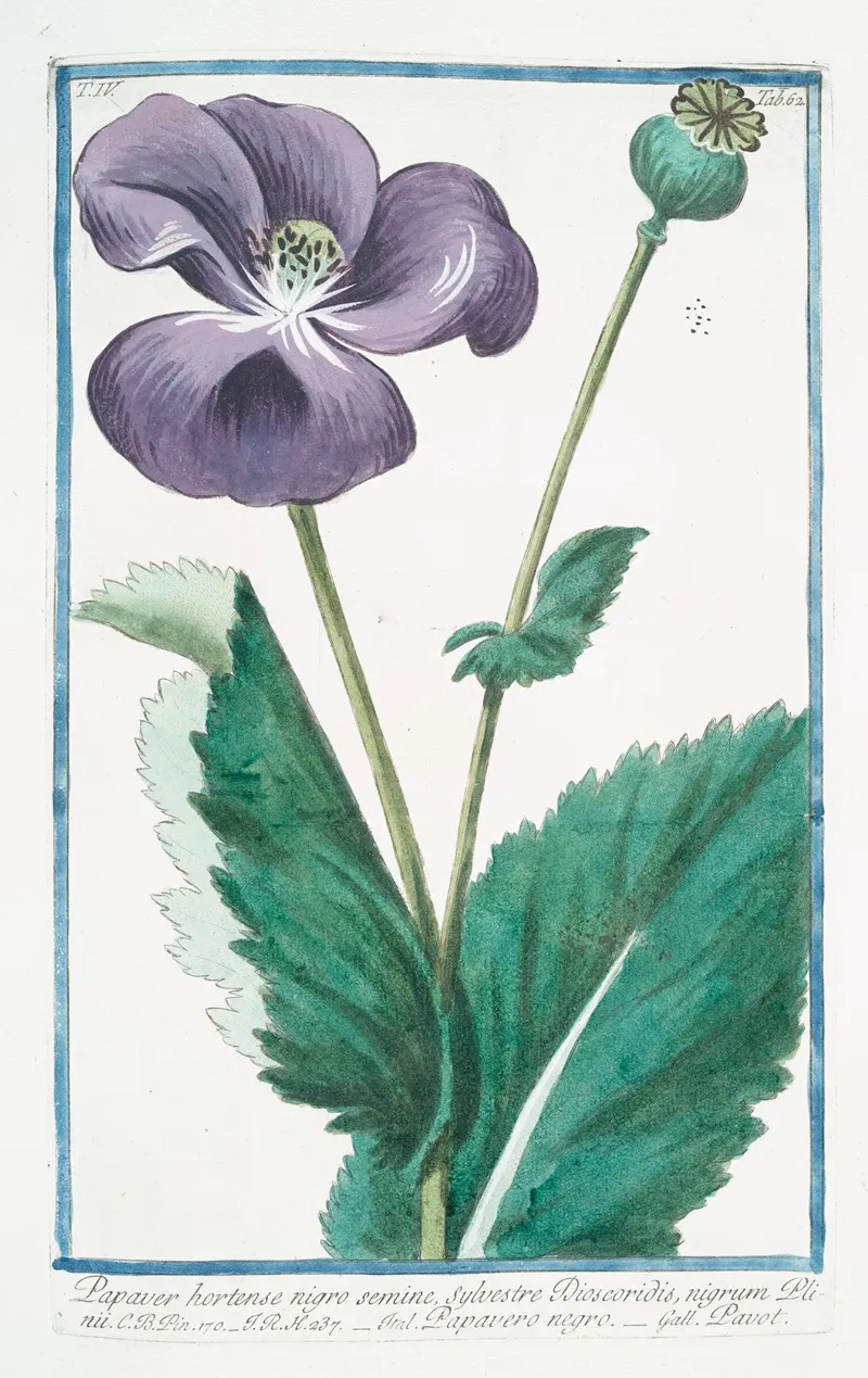 Papaver Hortense Nigro Semine Sylvestre Discoridis Nigrum Plnii Papavero Negro Poppy