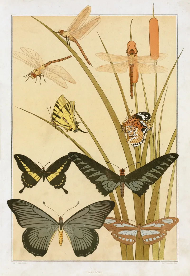 Papillons 2 by Maurice Pillard Verneuil - Canvas Print