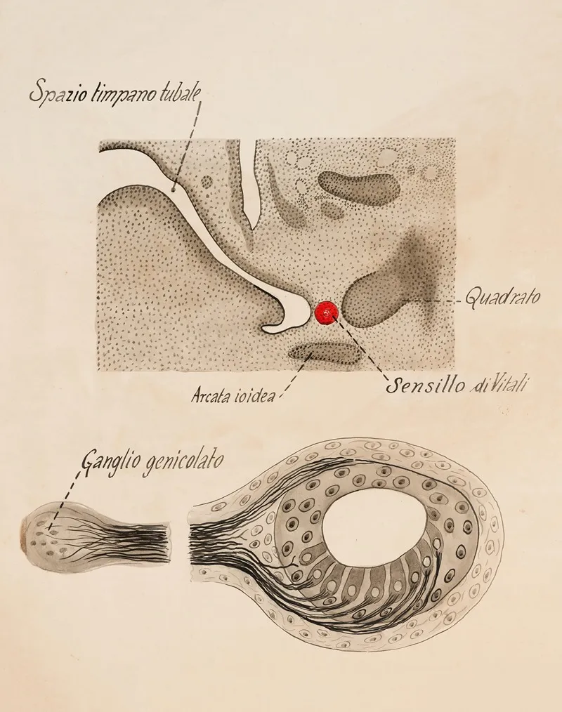 Paratympanic Organ Geniculate Ganglion
