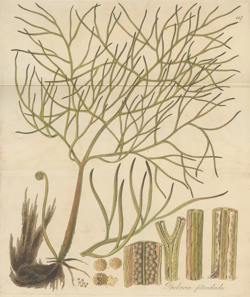 Parkeria Pteridoides 2 by William Jackson Hooker - Canvas Print