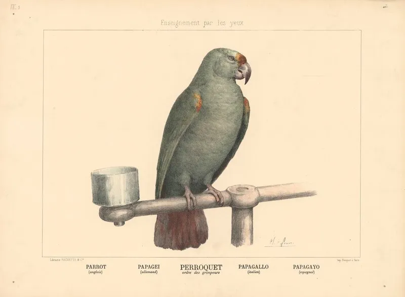 Parrot 6