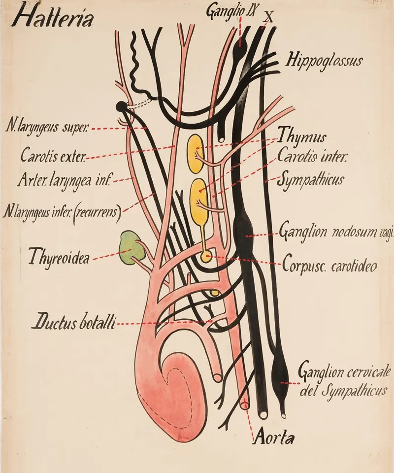 Partial Circulatory System Diagram And Related Innervation Of The Tuatara Sphenodon Punctatus