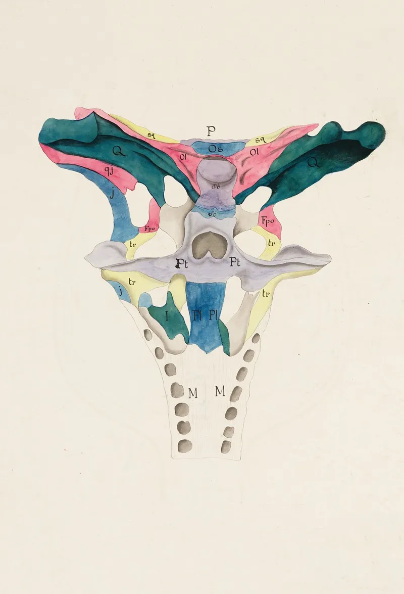 Partial Skull Ventral View Of A Loricate Archosauria Crocodylia