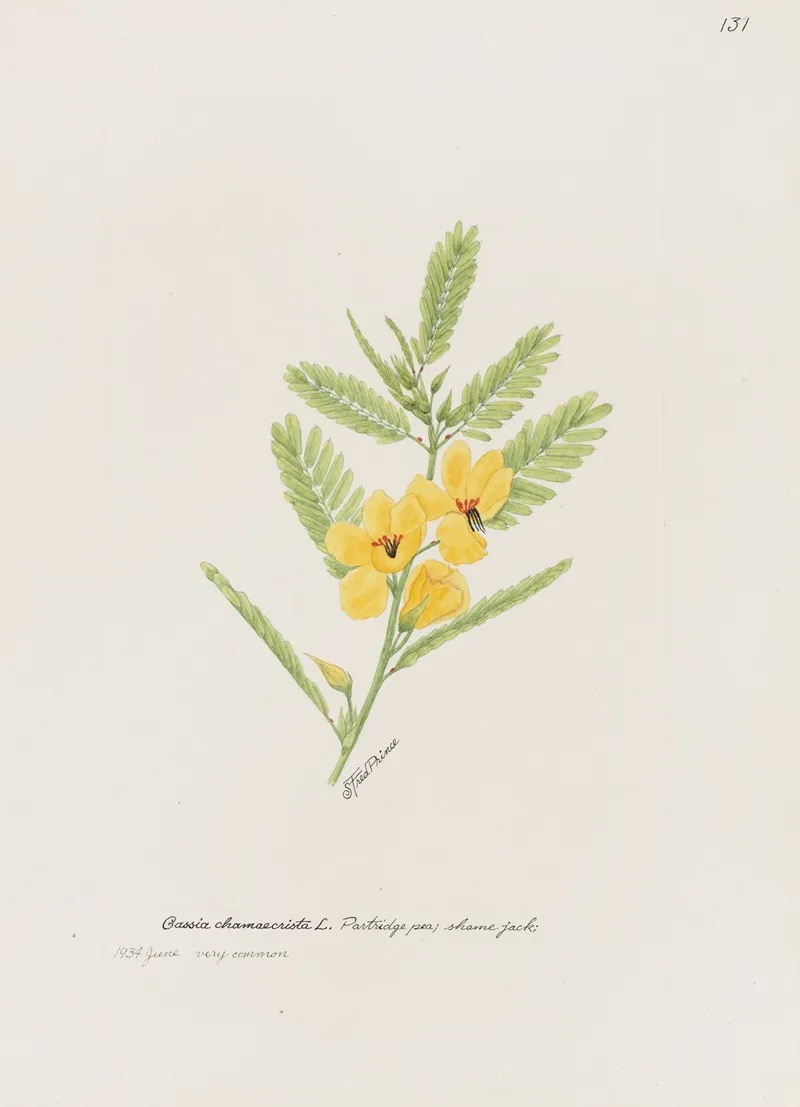 Partridge Pea Shame Jack by S. Fred Prince - Canvas Print