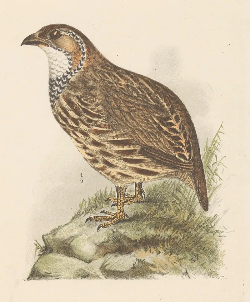 Partridge