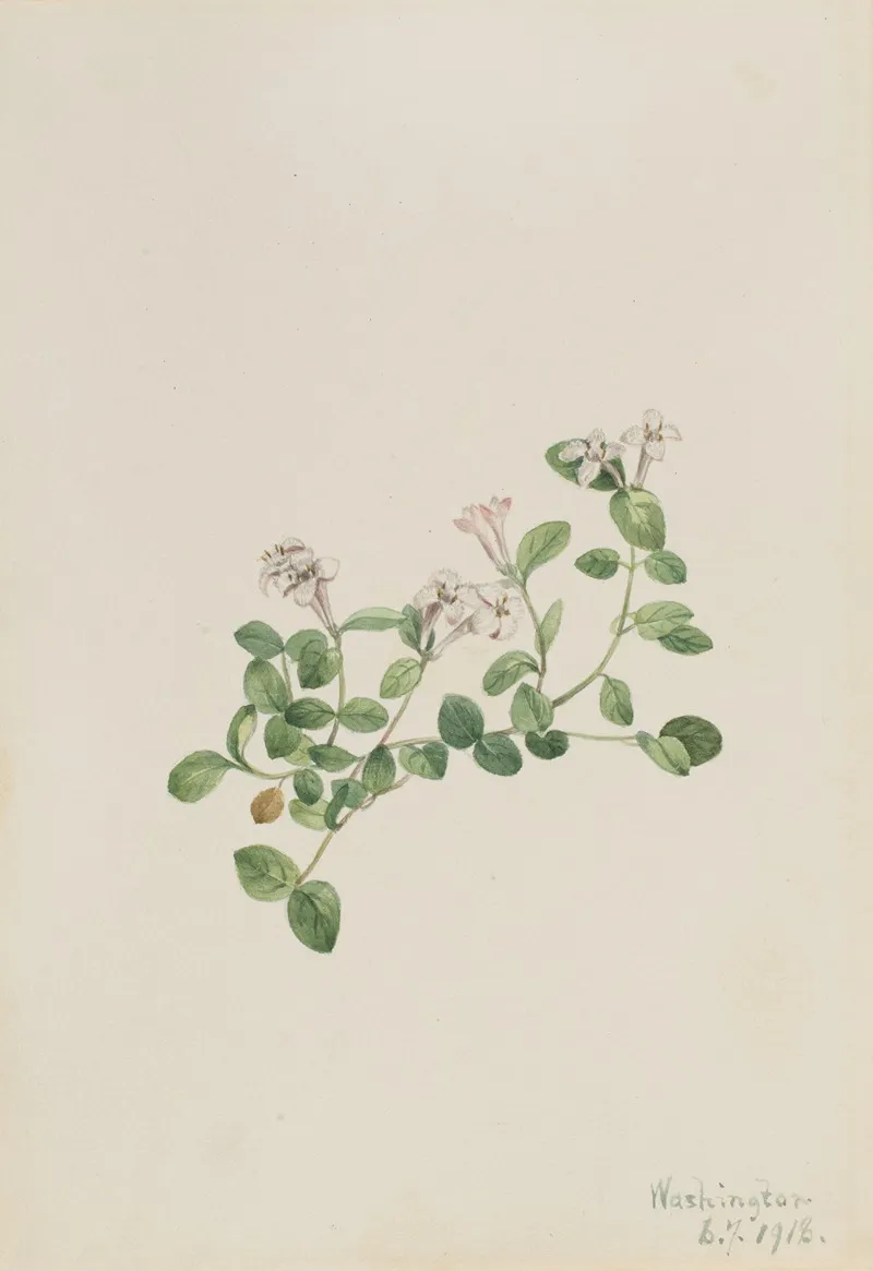 Partridgeberry Mitchella Repena