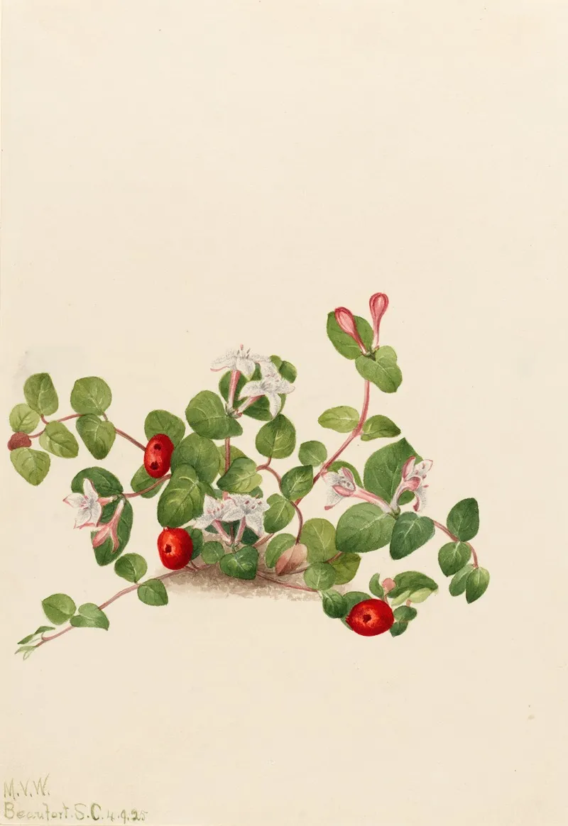 Partridgeberry Mitchella Repens