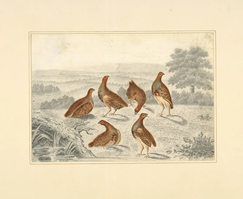 Partridges In A Field