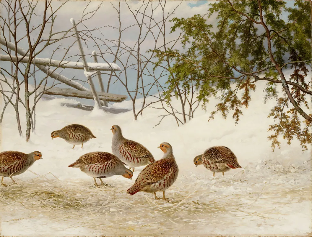 Partridges In Snow by Ferdinand von Wright - Canvas Print