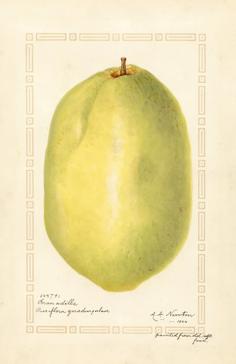 Passiflora Quadrangularis 2