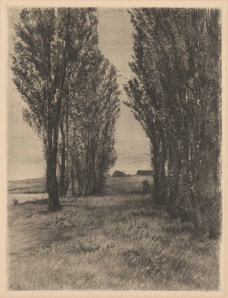 Pasture Landscape With Poplars