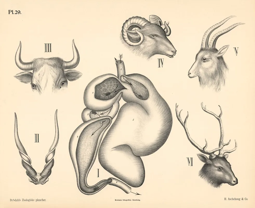 Pattedyr Drovtyggere 2