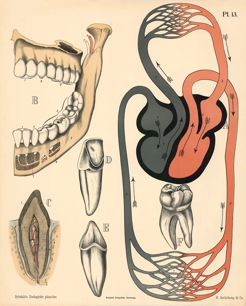 Pattedyr Ideelt Blodomlob