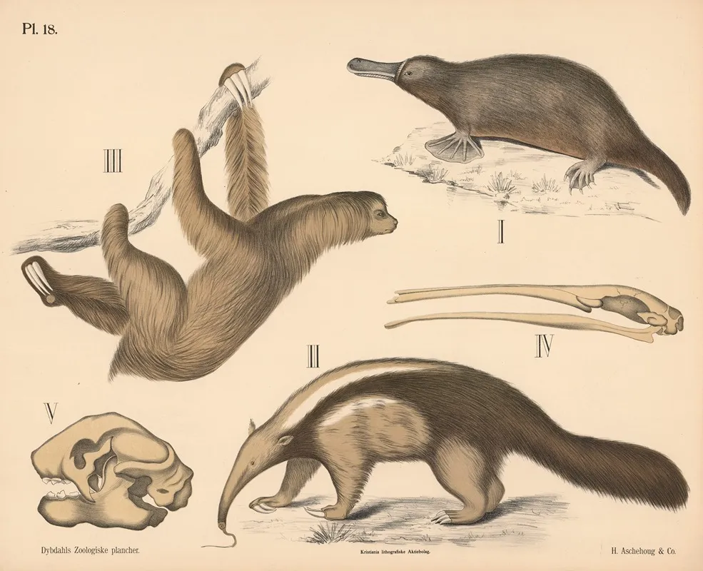 Pattedyr Tandlose Og Naebdyr Variant 1