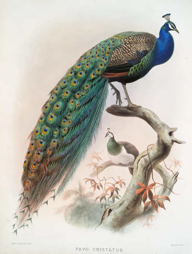 Pavo Cristatus 2 by Joseph Smit - Canvas Print