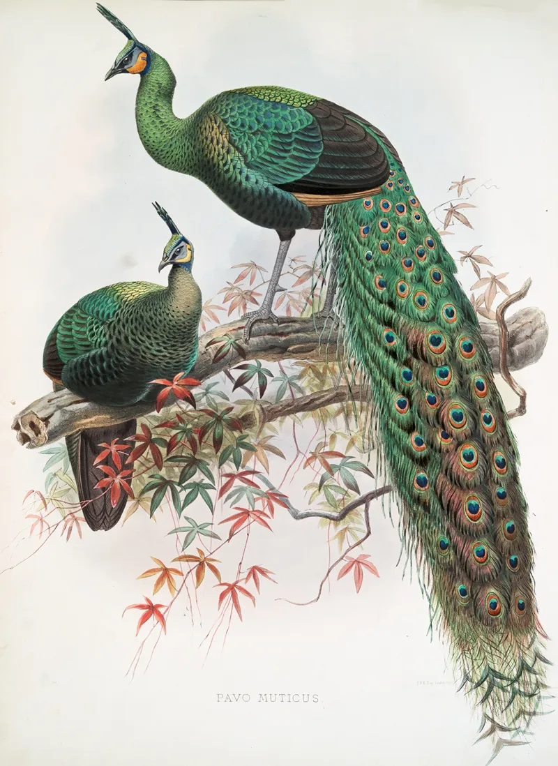 Pavo Muticus 2 by Joseph Smit - Canvas Print