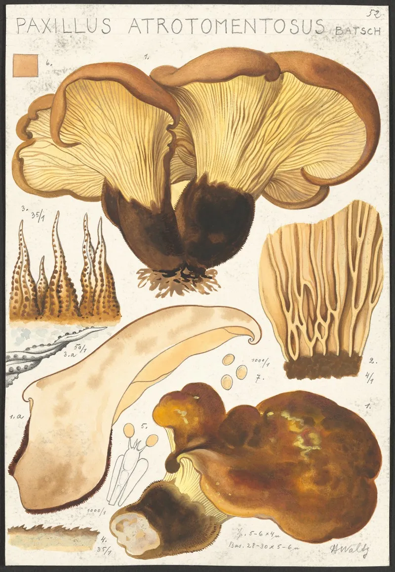 Paxillus Atrotomentosus Batsch 2