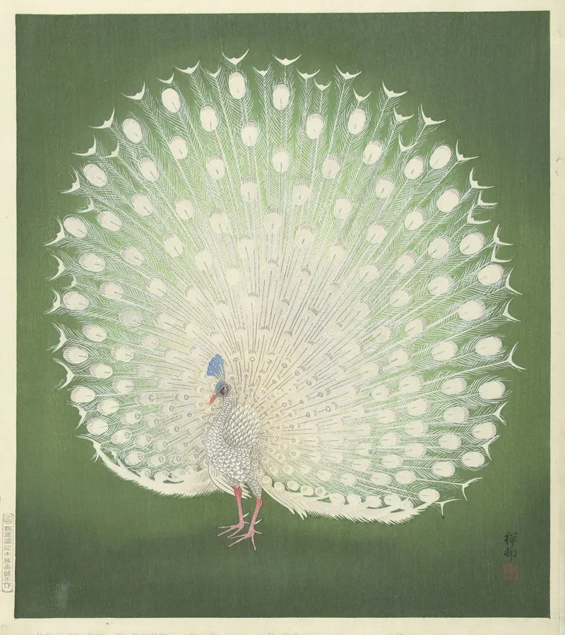 Peacock