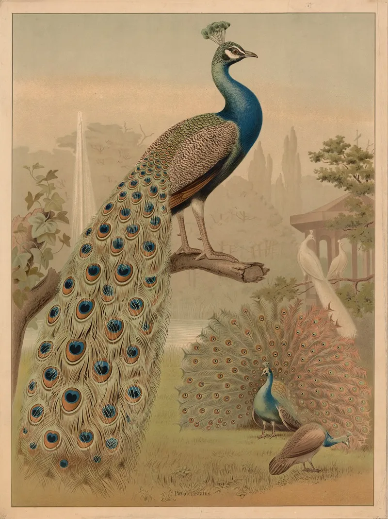 Peafowl Pavo Cristatus