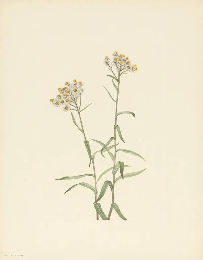 Pearl Everlasting Anaphalis Margaritacea 3