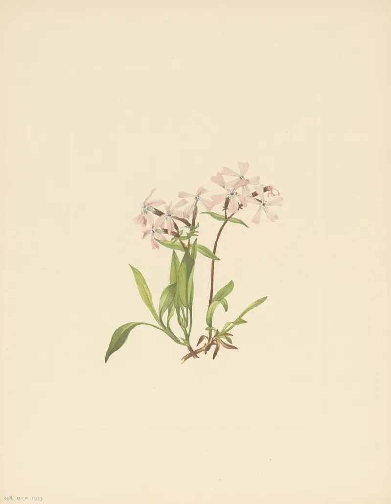 Peatpink Silene Caroliniana 3