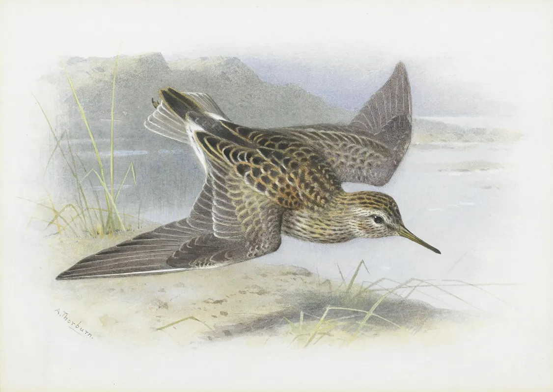 Pectoral Sandpiper by Archibald Thorburn - Canvas Print