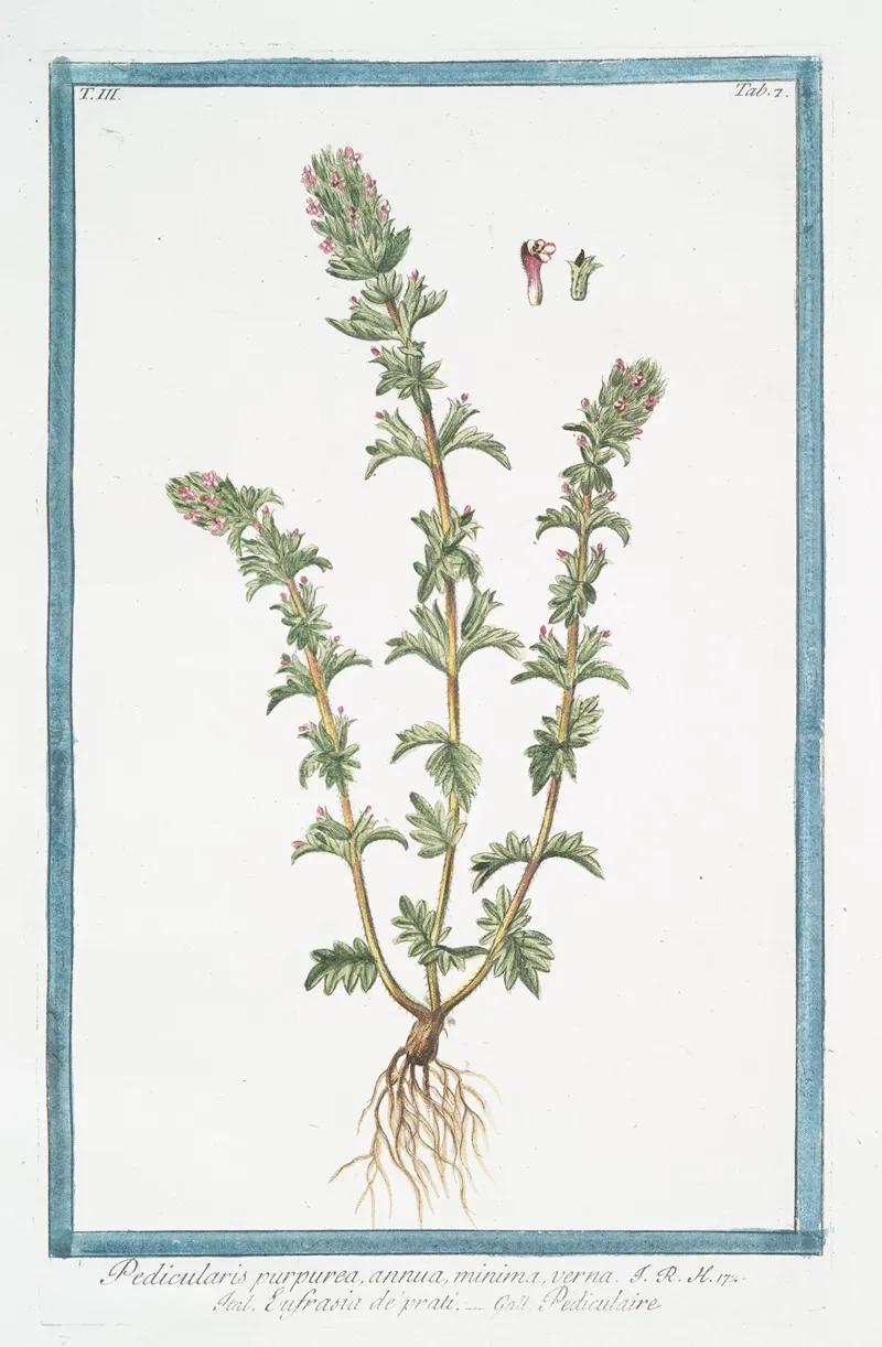 Pedicularis Purpurea Annua Minima Verna Eufrasia Deprati Pediculaire Lousewort
