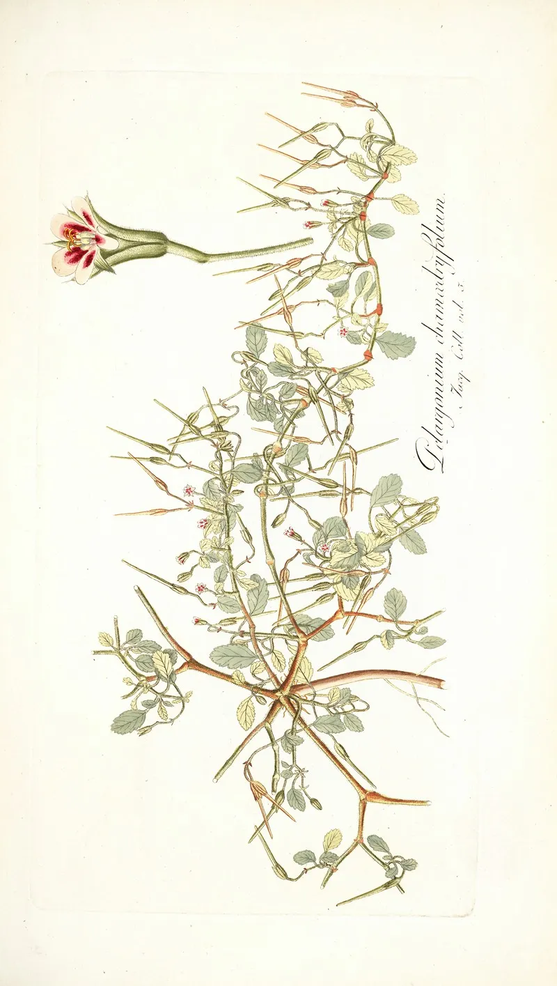 Pelargonium Chamaedryfolium