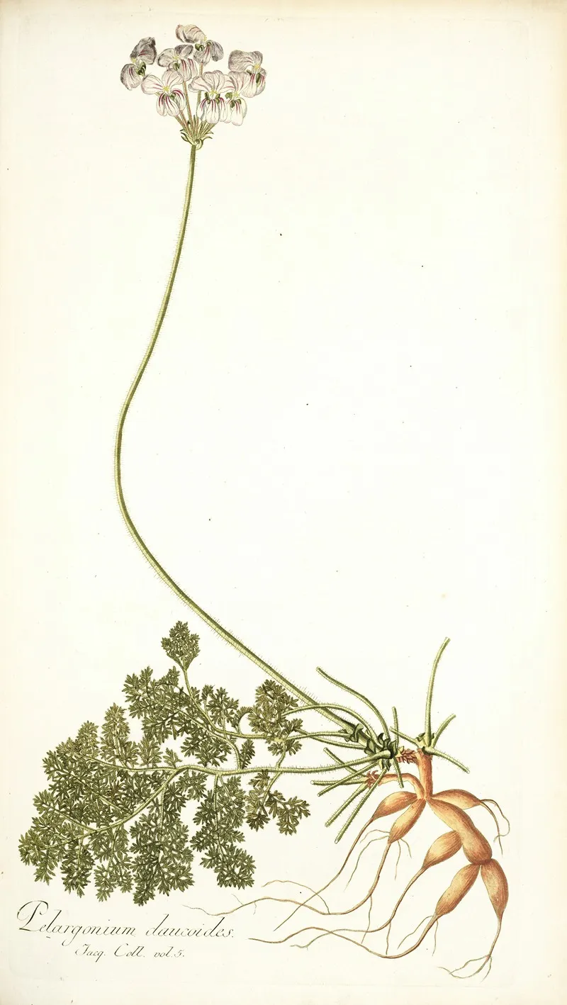 Pelargonium Daucoides