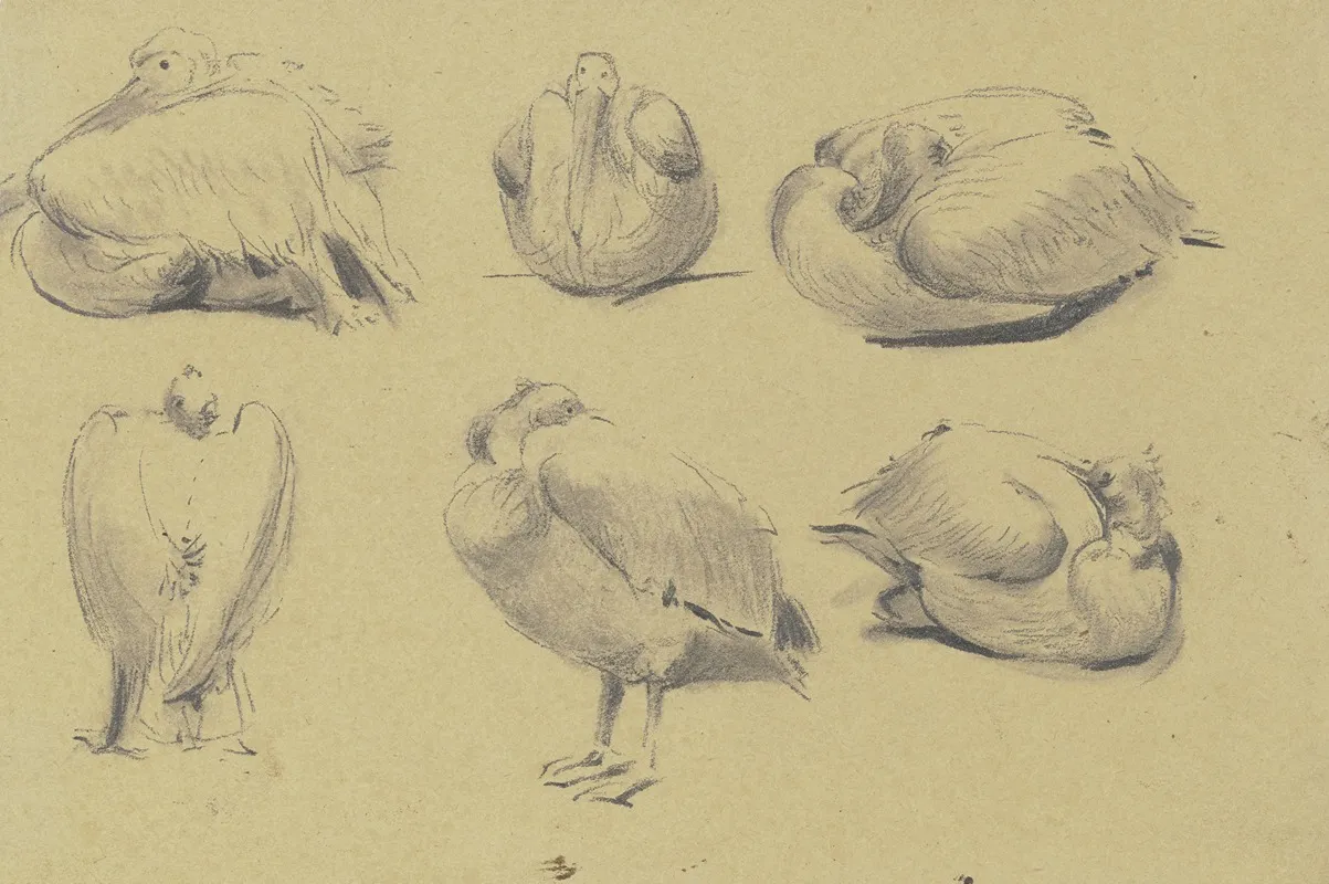 Pelicans 2 by Wilhelm Gentz - Canvas Print