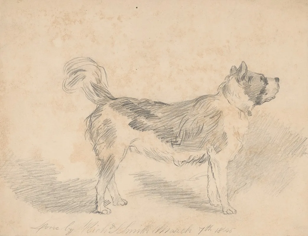 Pencil Exercise No 3 Standing Dog by Richard Sanger Smith - Canvas Print