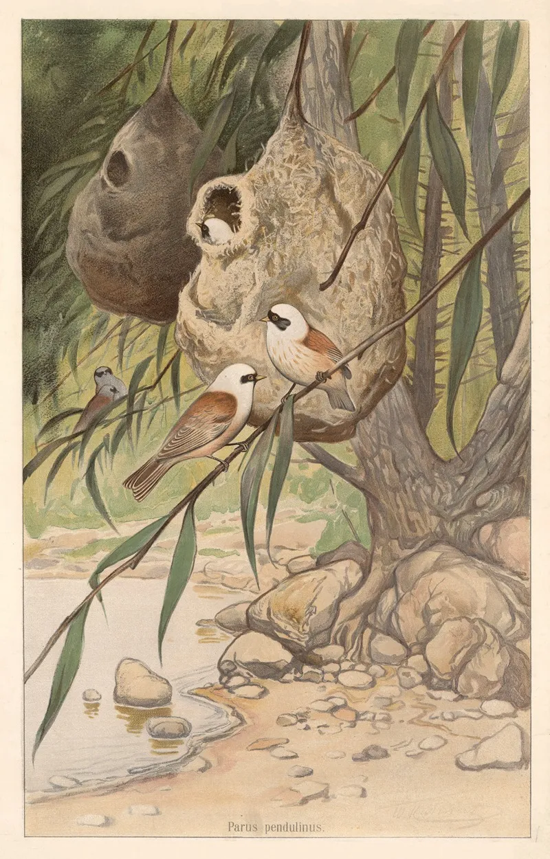 Penduline Tit Parus Pendulinis