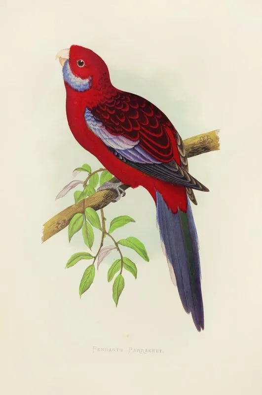 Pennants Parrakeet