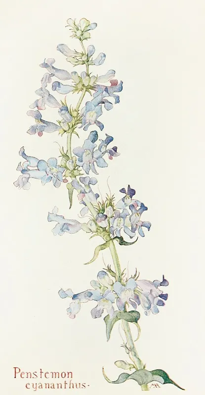 Penstemon Cyananthus by Margaret Armstrong - Canvas Print