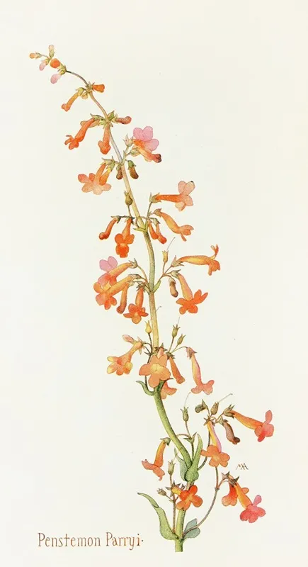 Penstemon Parryi by Margaret Armstrong - Canvas Print
