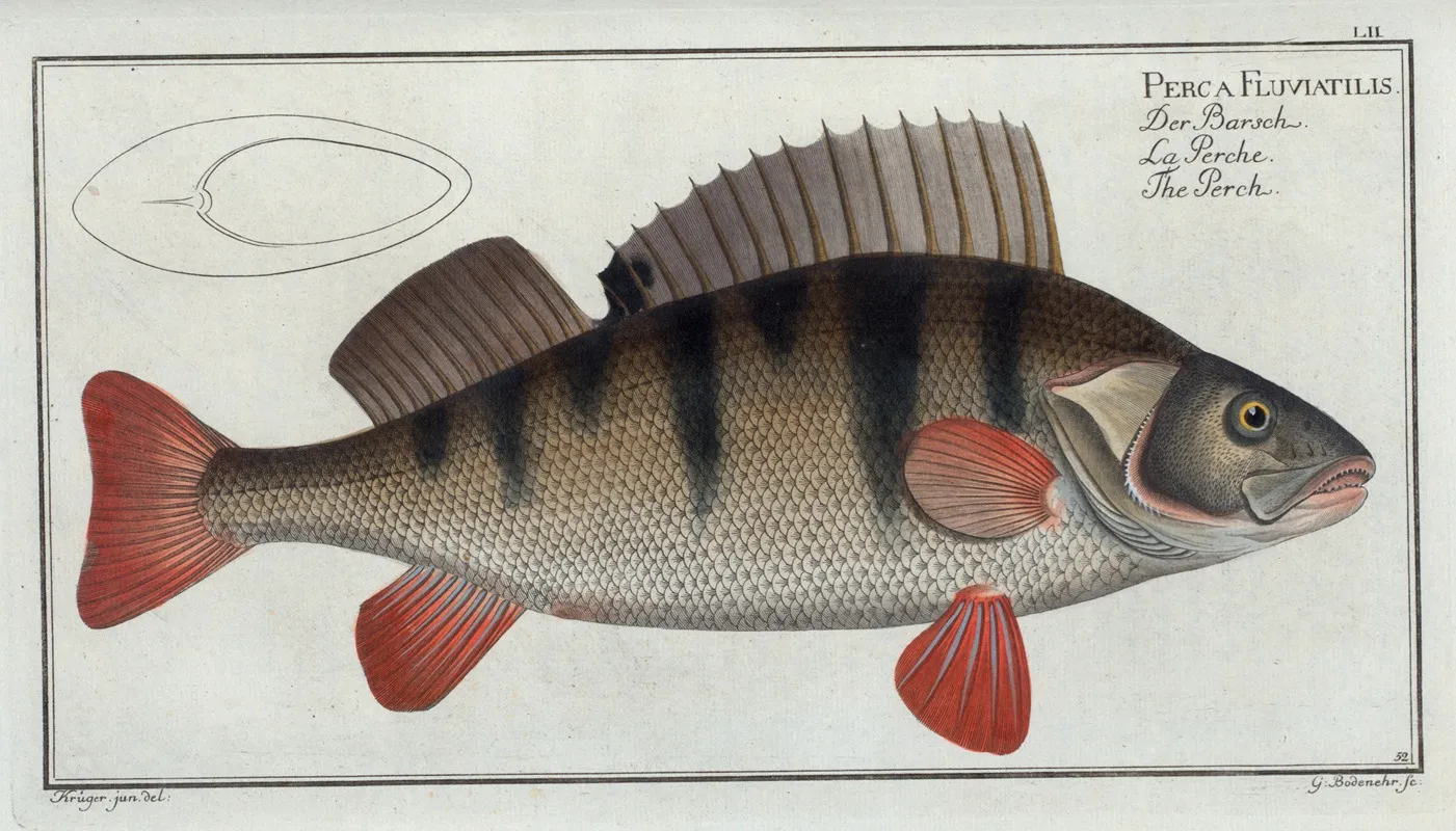 Perca Fluviatilis The Perch by Marcus Elieser Bloch - Canvas Print