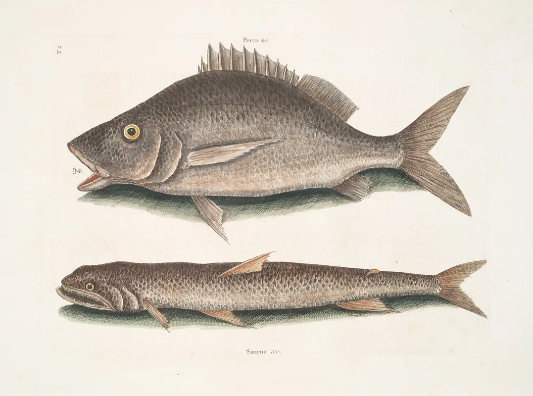 Perca Saurus C The Sea Sparrow Hawk