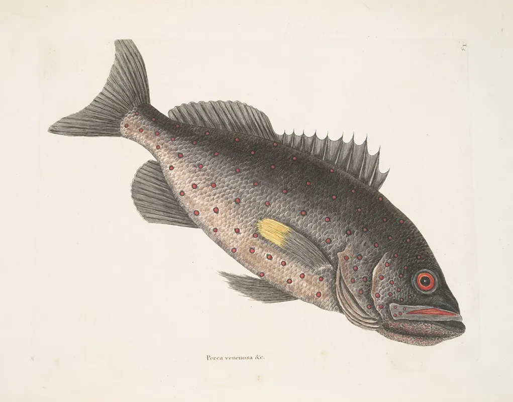 Perca Venenosa C The Rock Fish