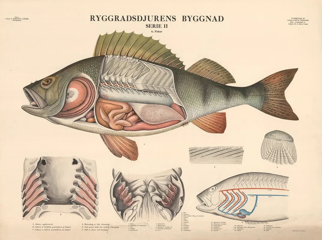 Perch 2