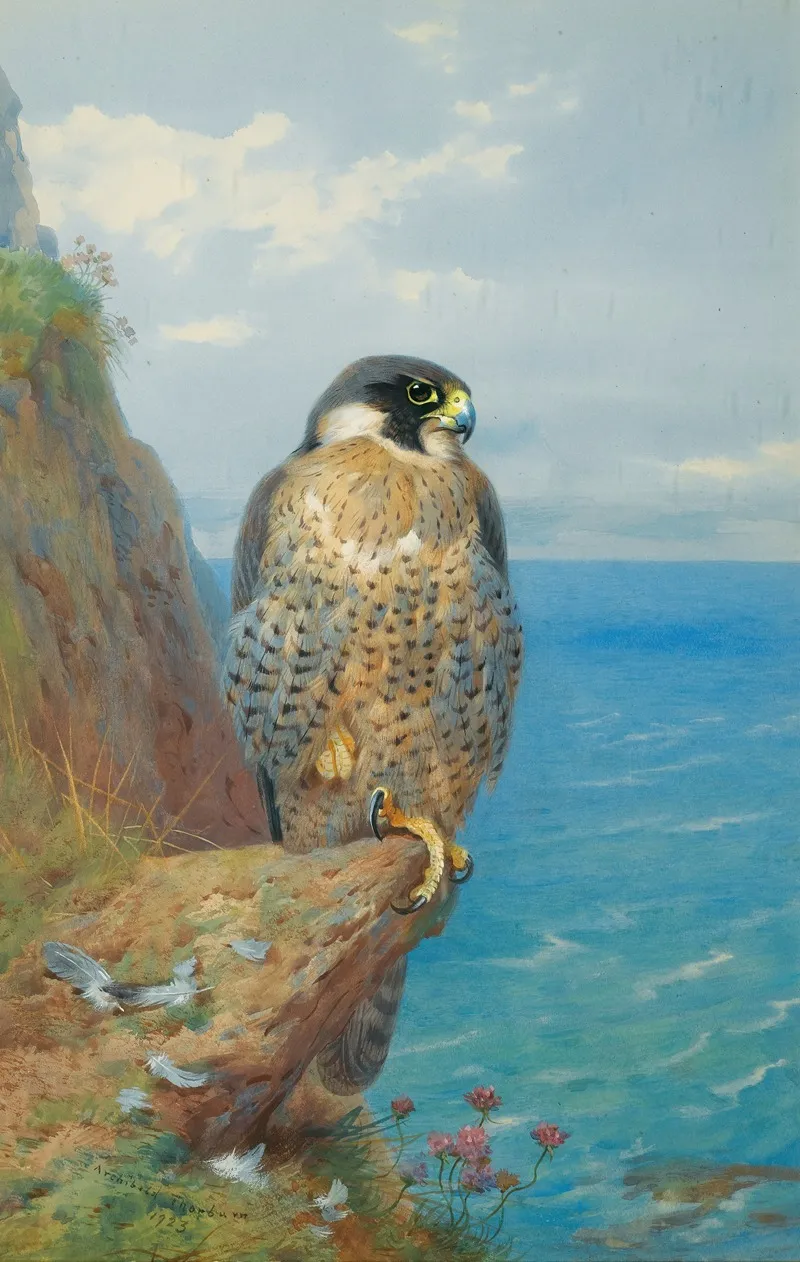 Peregrine At Auchencairn by Archibald Thorburn - Canvas Print